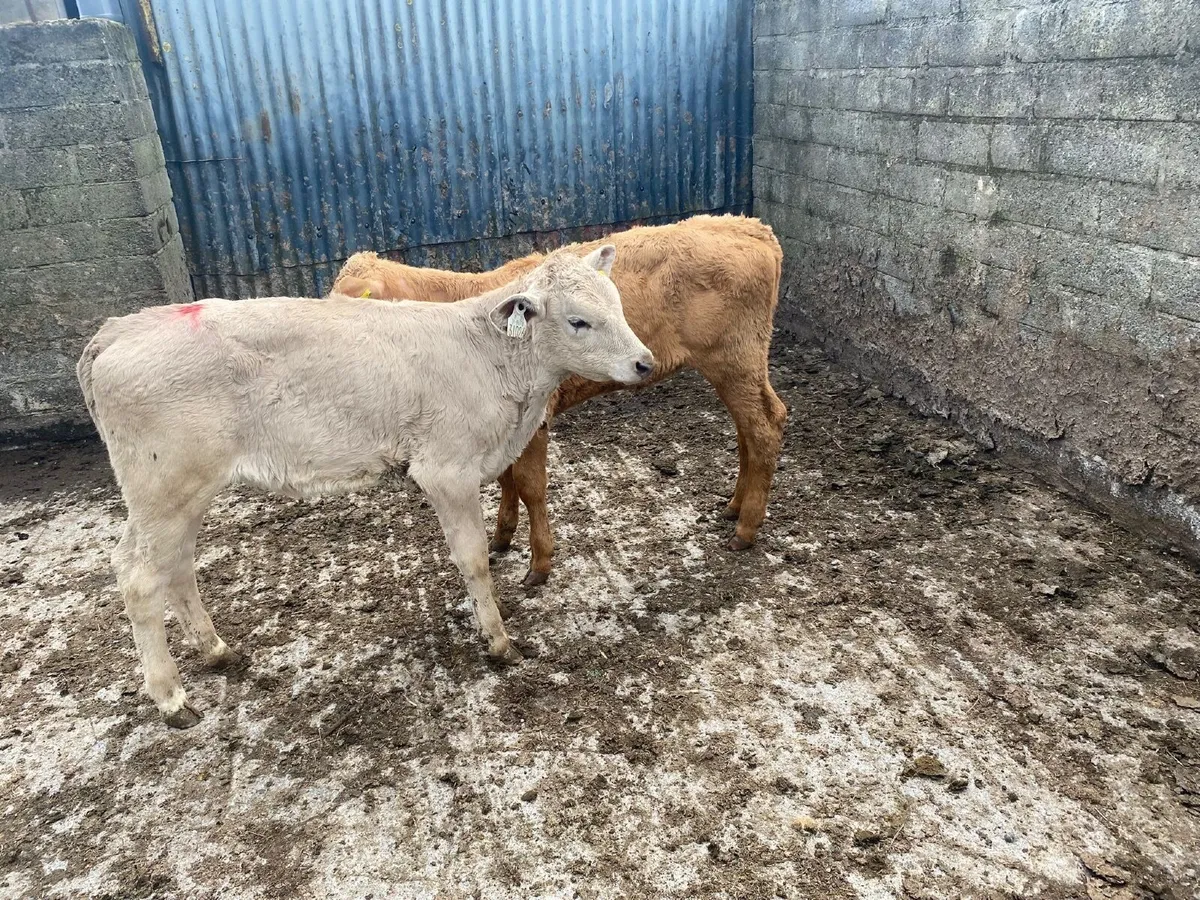 2 Weaned Charlaois heifers - Image 4