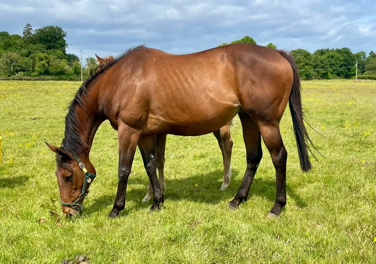Thoroughbred mare with Shaman foal at foot - Image 1