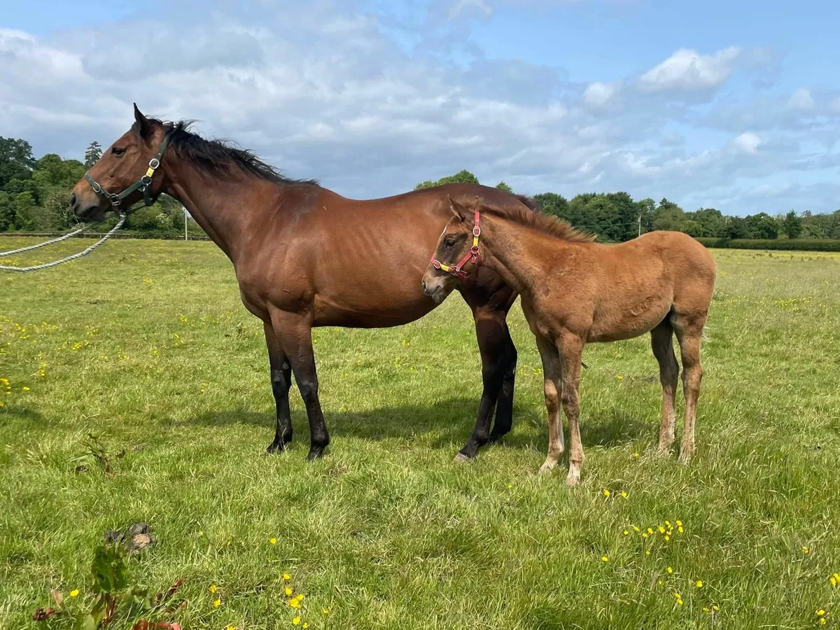 Thoroughbred mare with Shaman foal at foot - Image 3