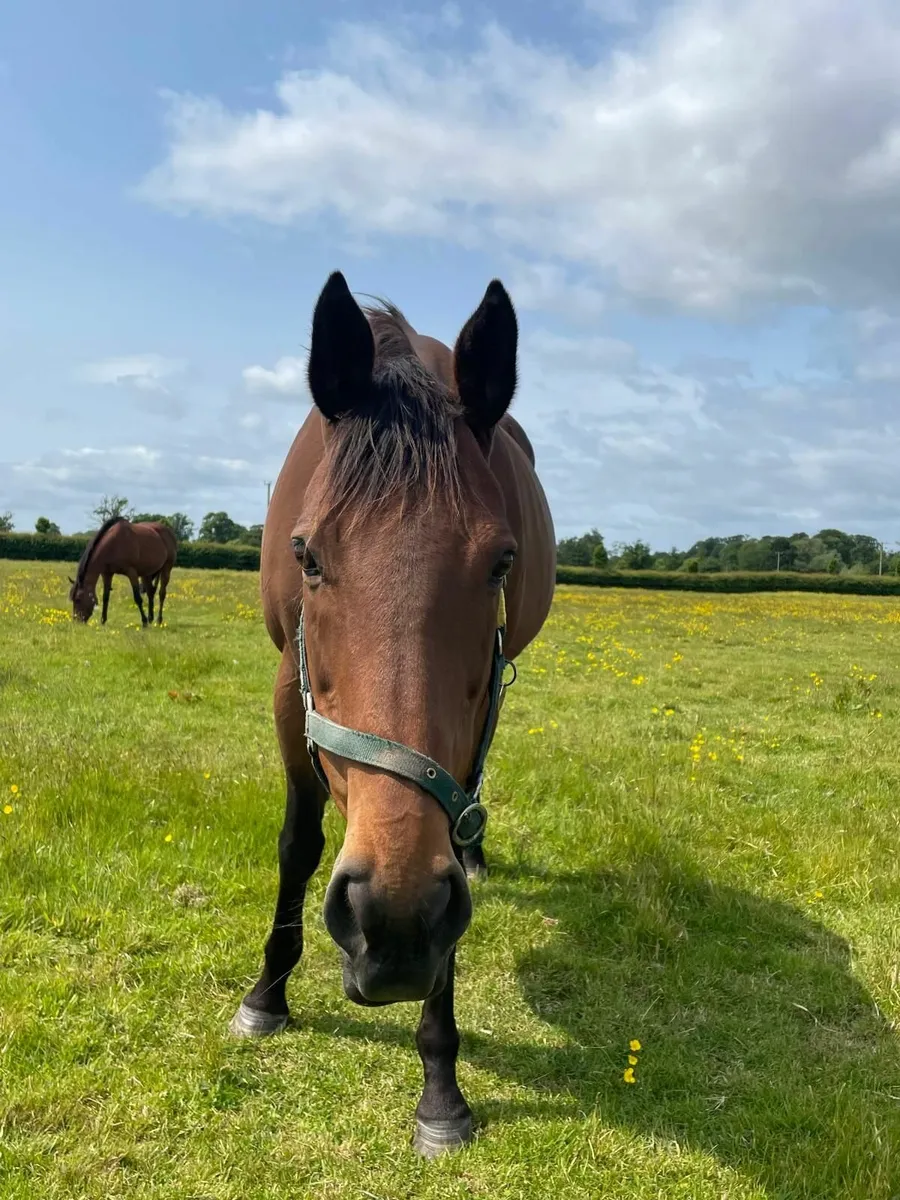 Thoroughbred mare with Shaman foal at foot - Image 4