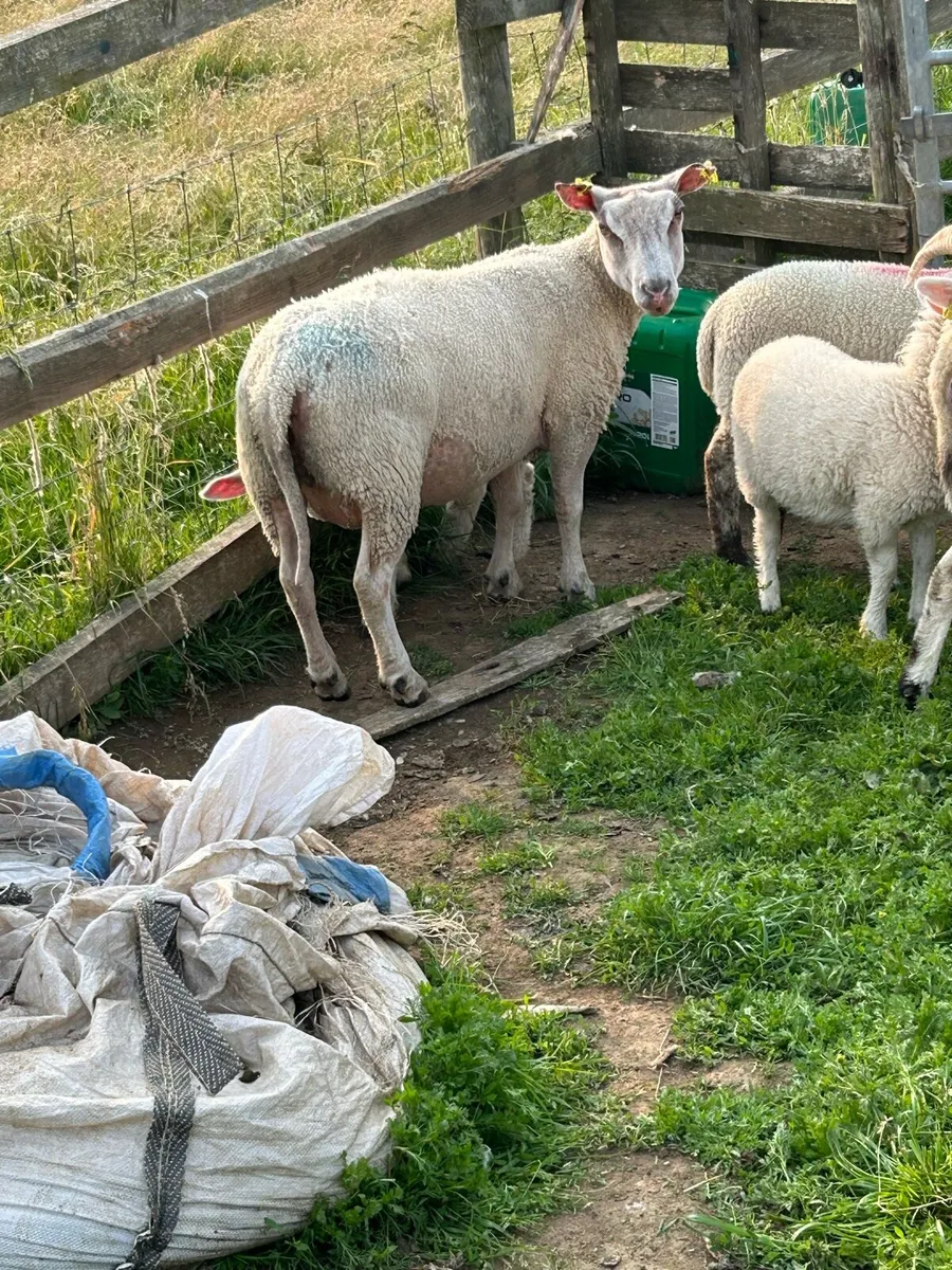 Hogget’s and lambs - Image 1