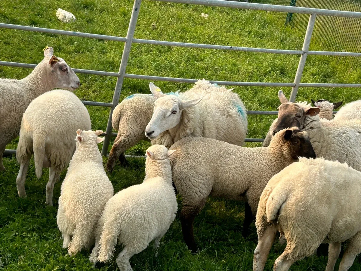 Hogget’s and lambs - Image 2