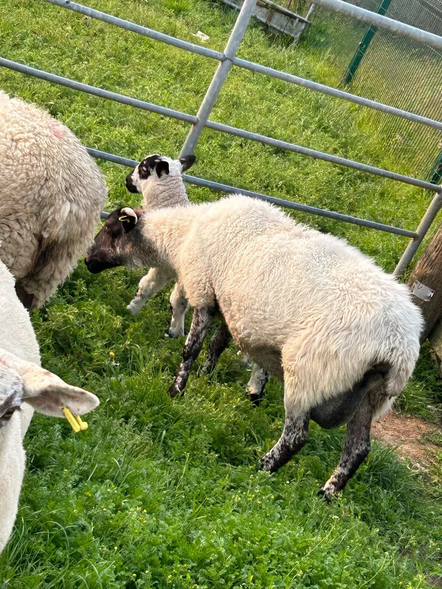 Hogget’s and lambs - Image 3