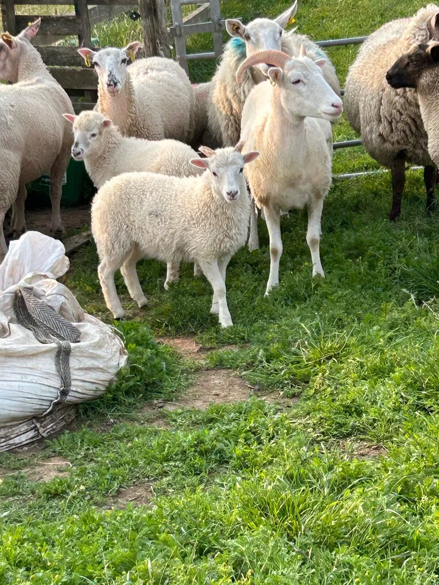 Hogget’s and lambs - Image 4