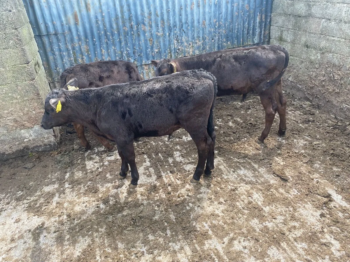 3 weaned Angus bulls - Image 2