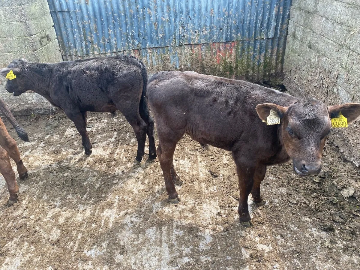 3 weaned Angus bulls - Image 3