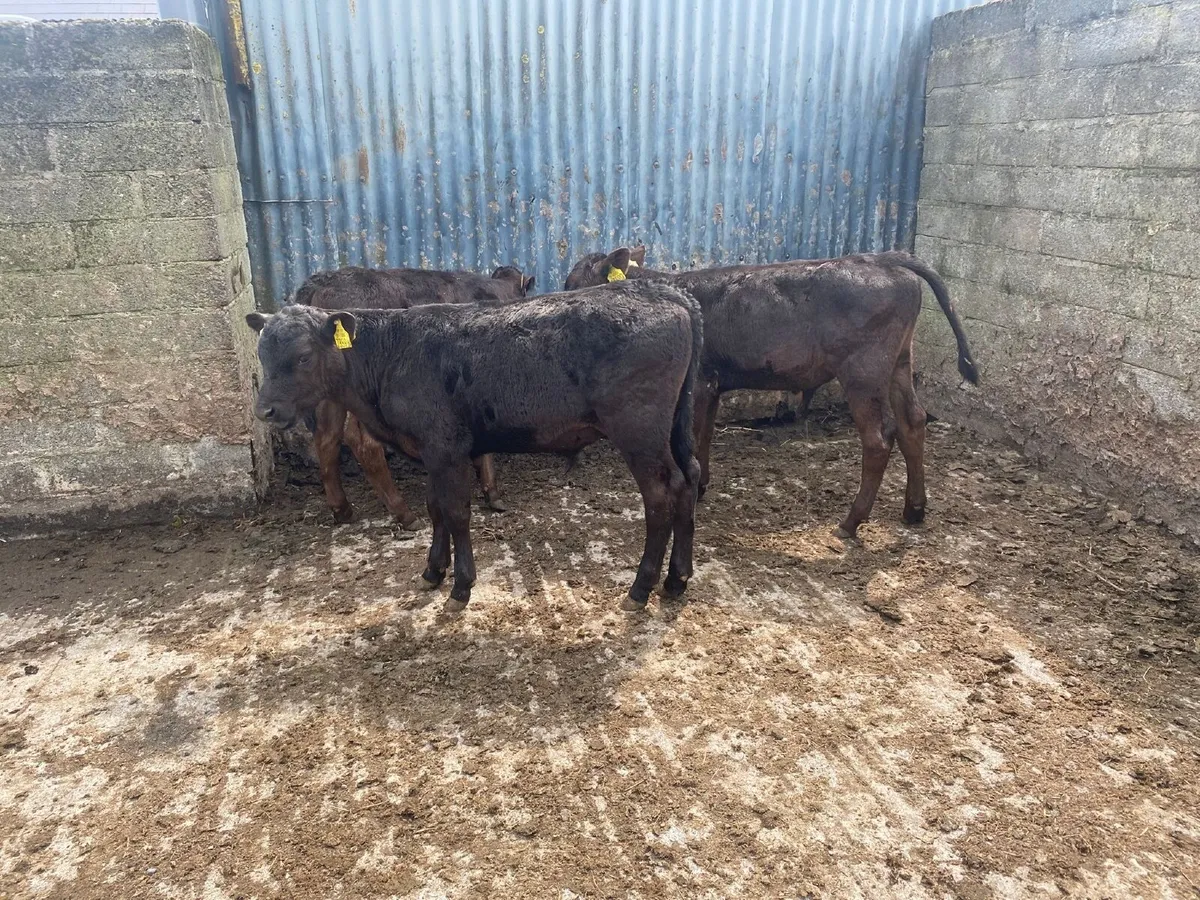 3 weaned Angus bulls - Image 1