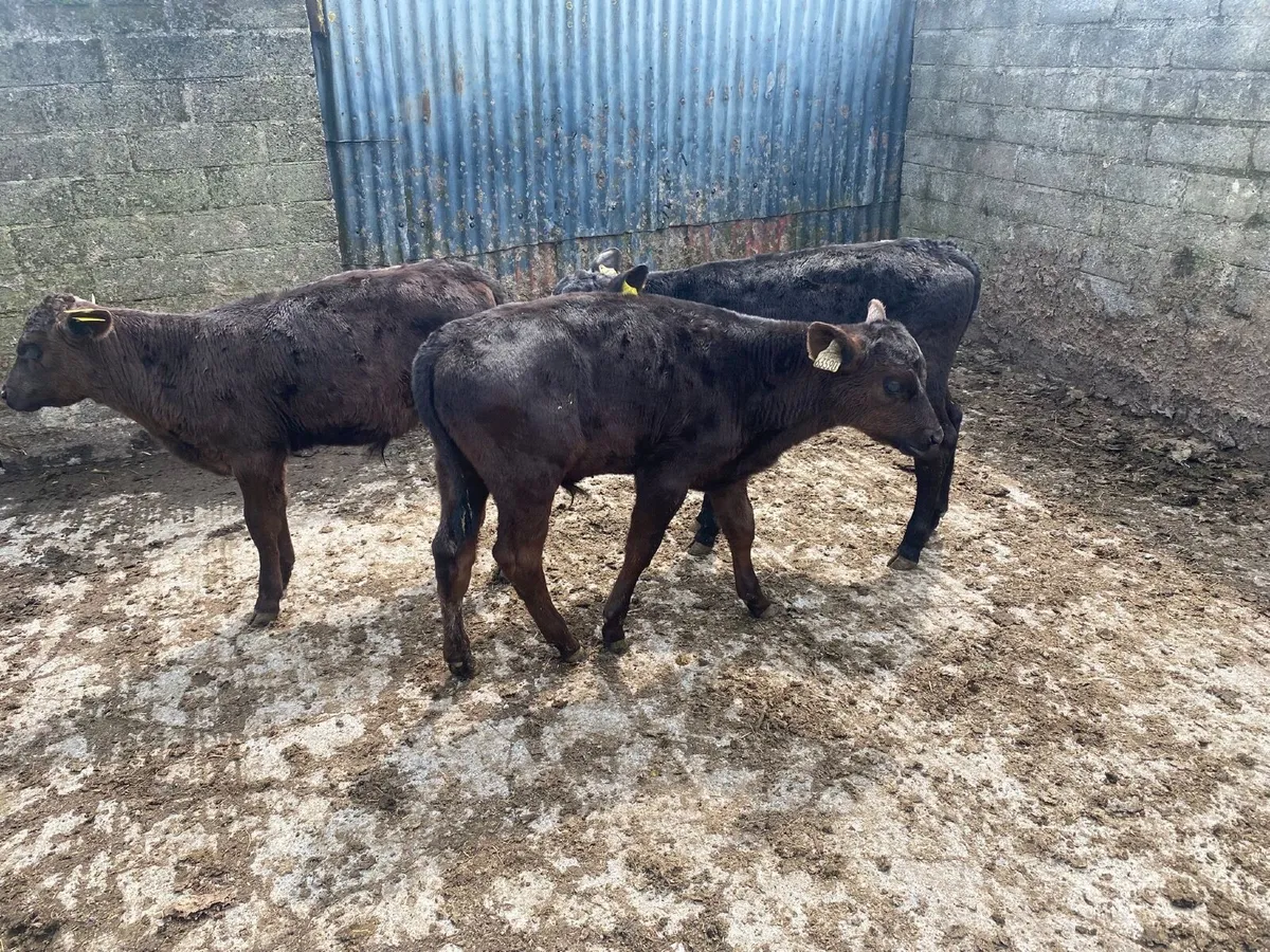 3 weaned Angus bulls - Image 4