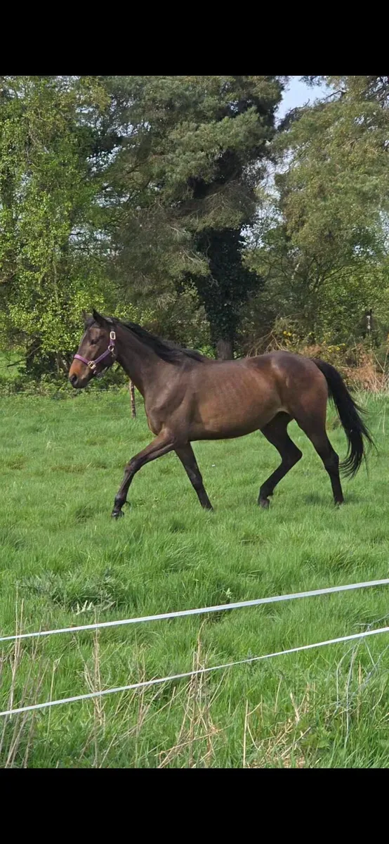 4 and 5 year old Fillies - Image 2