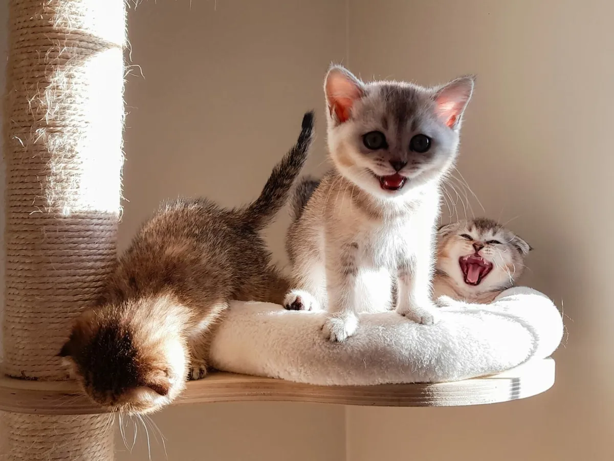 PEDIGREE SCOTTISH FOLD/STRAIGHT KITTENS

10 WEEKS - Image 1