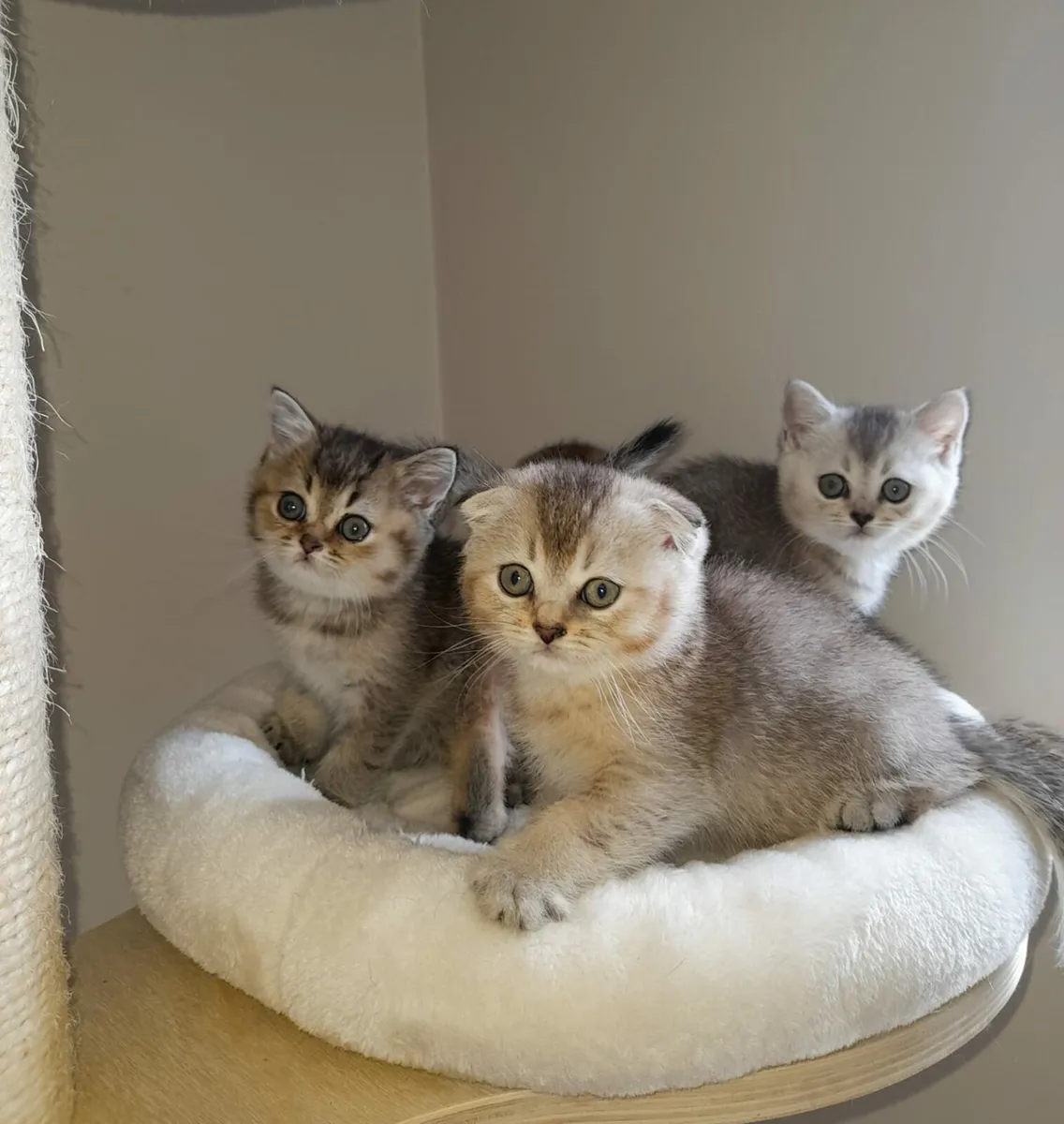 PEDIGREE SCOTTISH FOLD/STRAIGHT KITTENS

10 WEEKS - Image 3