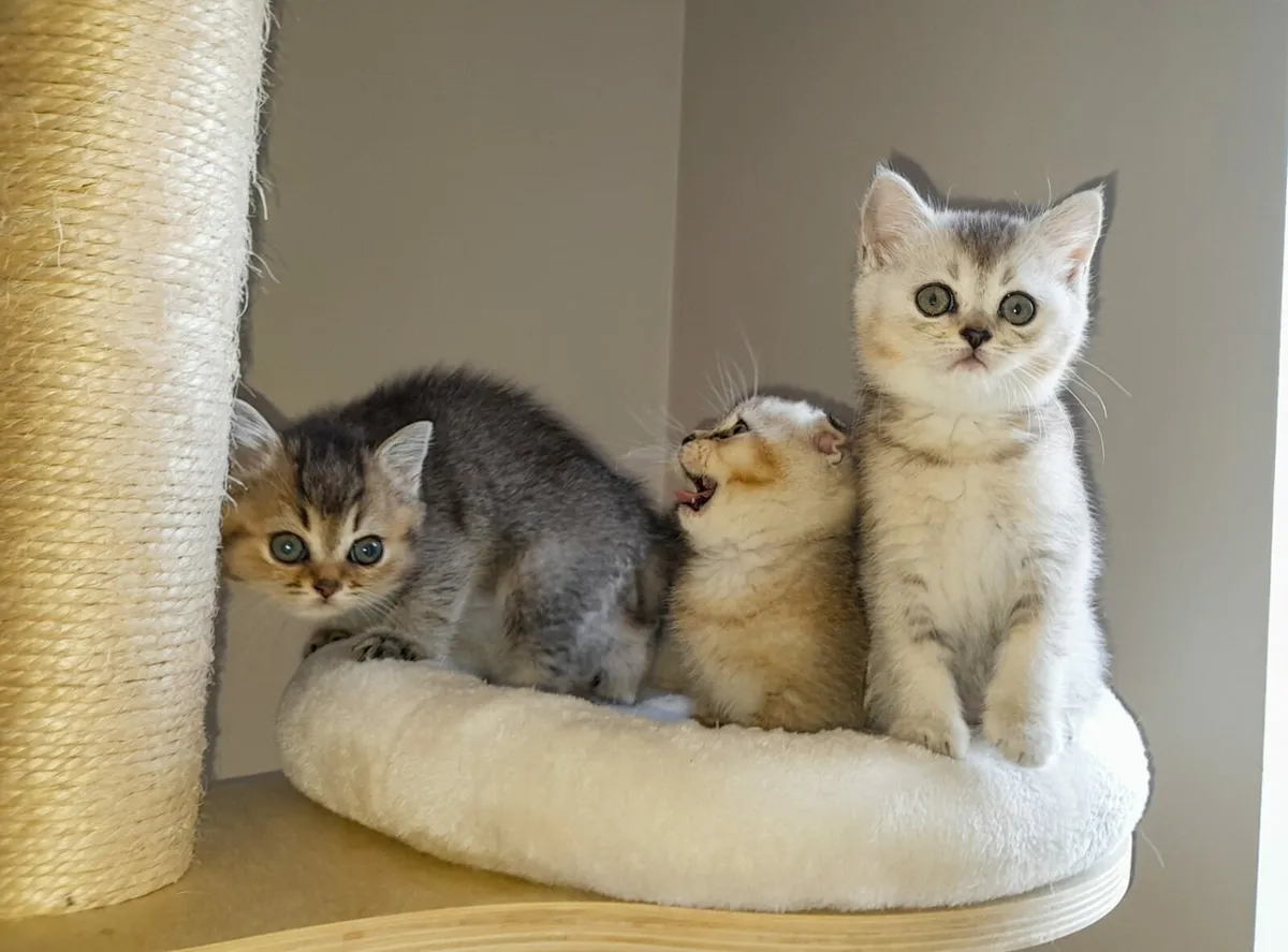 PEDIGREE SCOTTISH FOLD/STRAIGHT KITTENS

10 WEEKS - Image 4