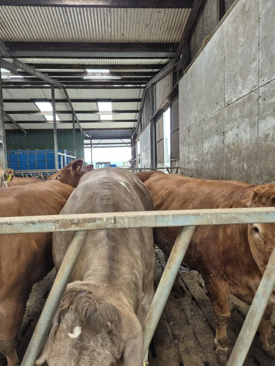 FACTORY FIT HEIFERS FOR SALE - Image 2