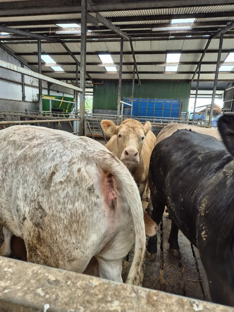 FACTORY FIT HEIFERS FOR SALE - Image 3