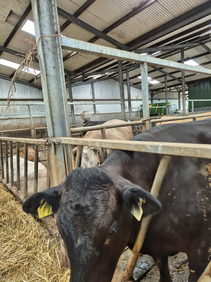 FACTORY FIT HEIFERS FOR SALE - Image 4