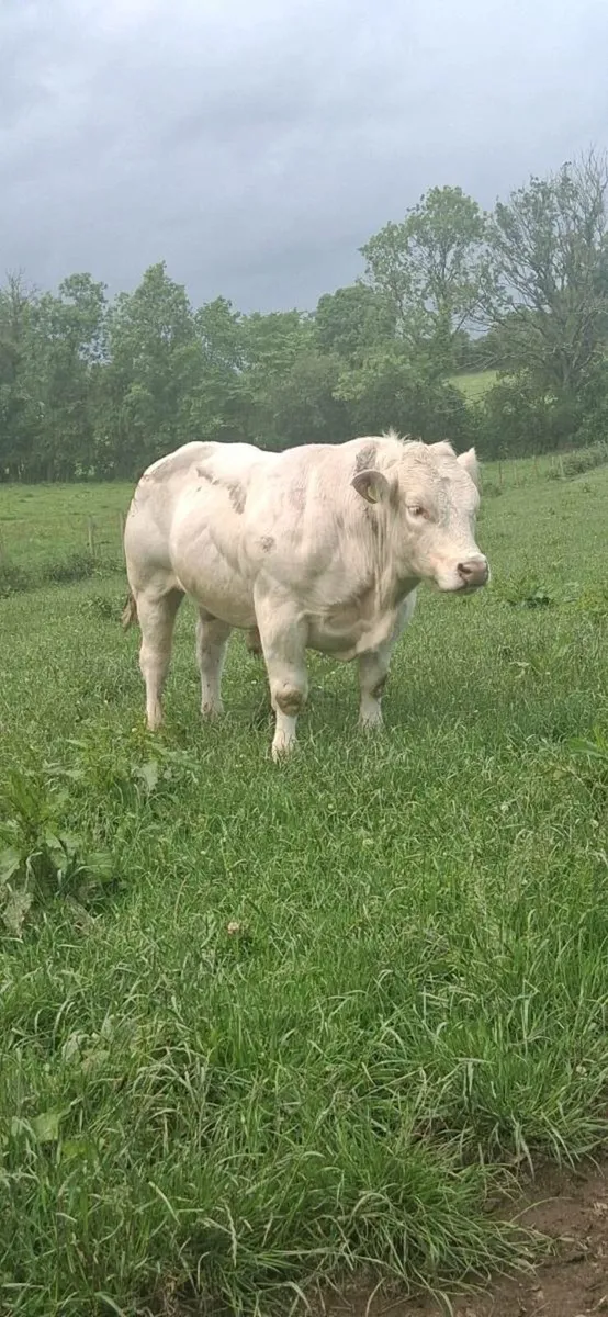 PBR CH BULL - Image 2