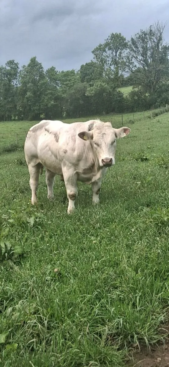 PBR CH BULL - Image 3