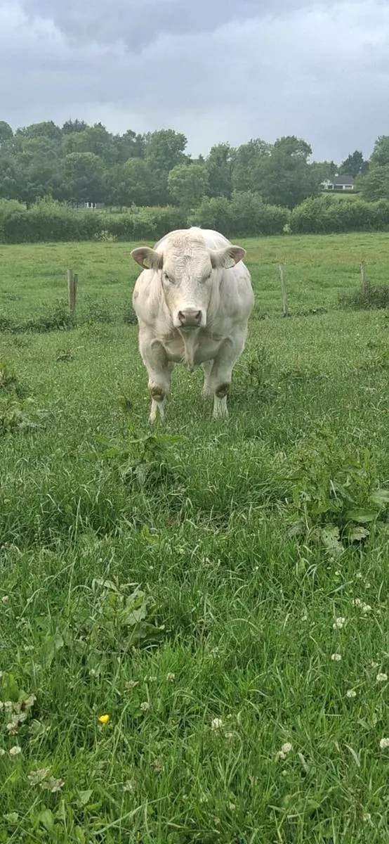 PBR CH BULL - Image 1