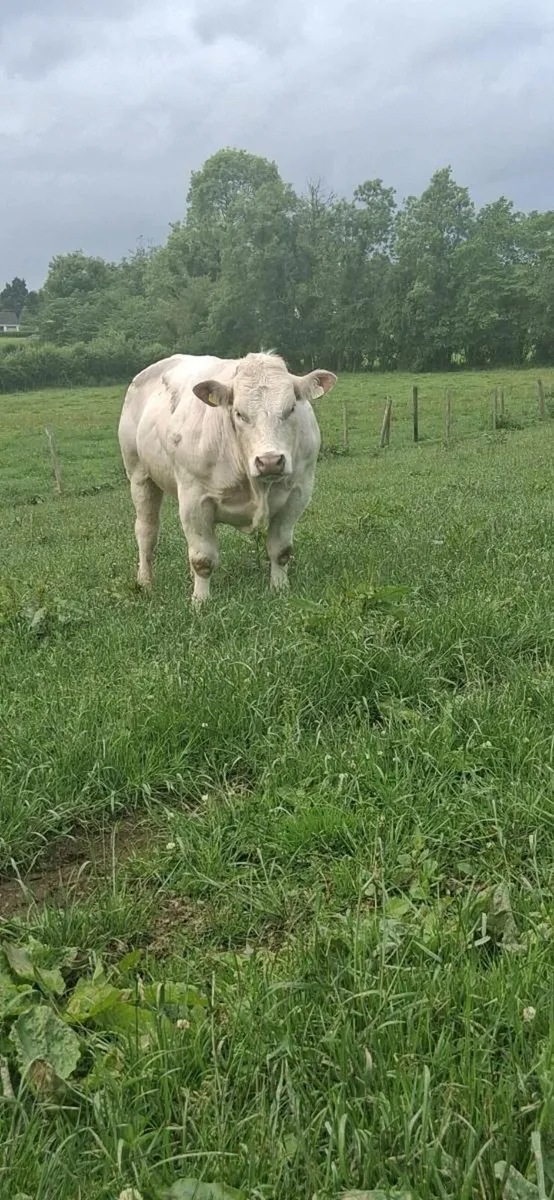 PBR CH BULL - Image 4