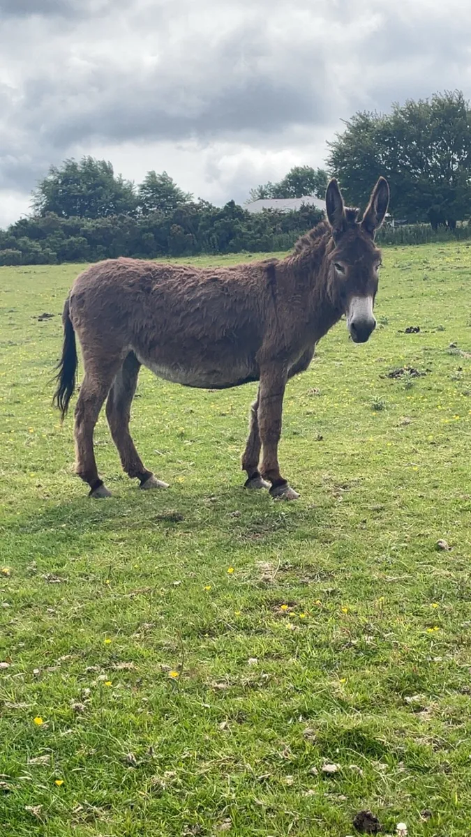Mare donkeys - Image 1