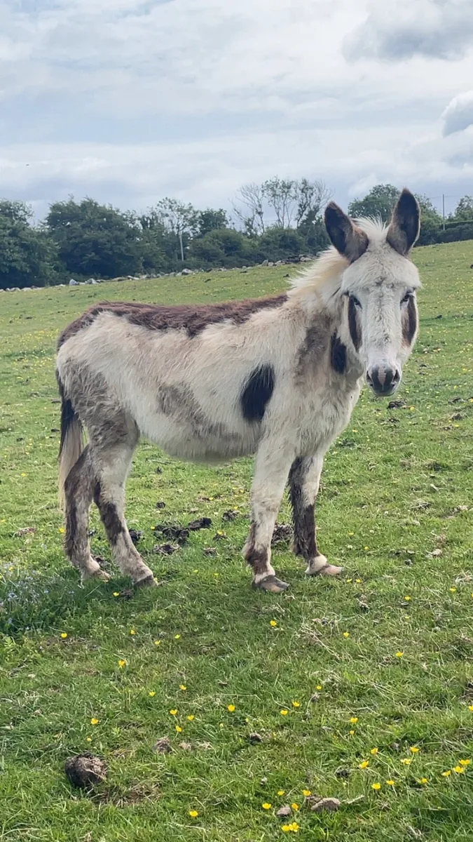 Mare donkeys - Image 2