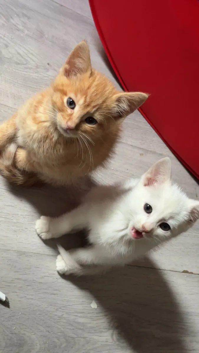 Kittens - Image 1