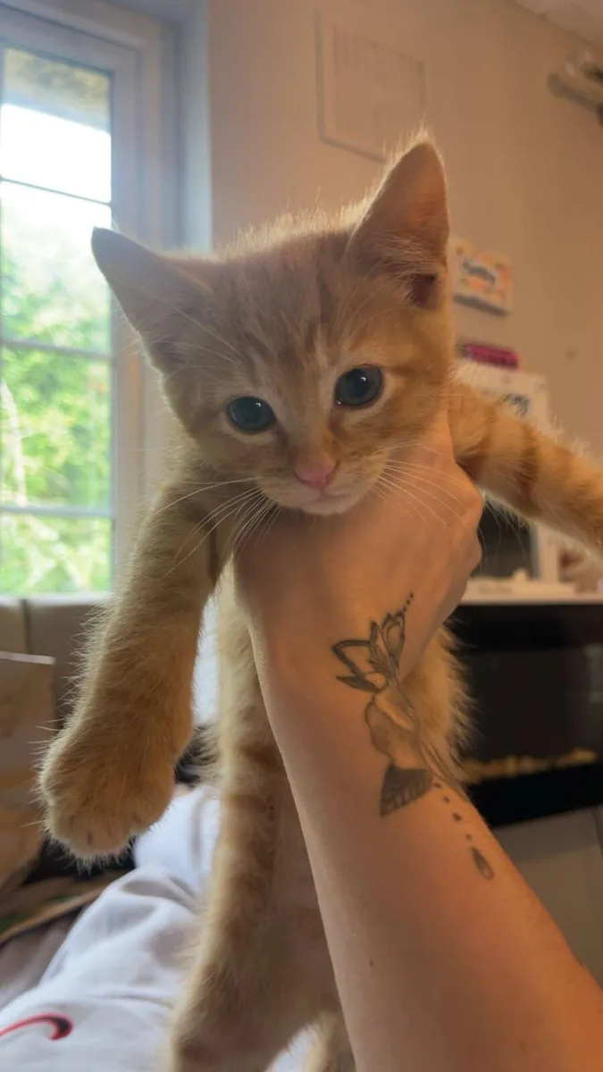 Kittens - Image 2