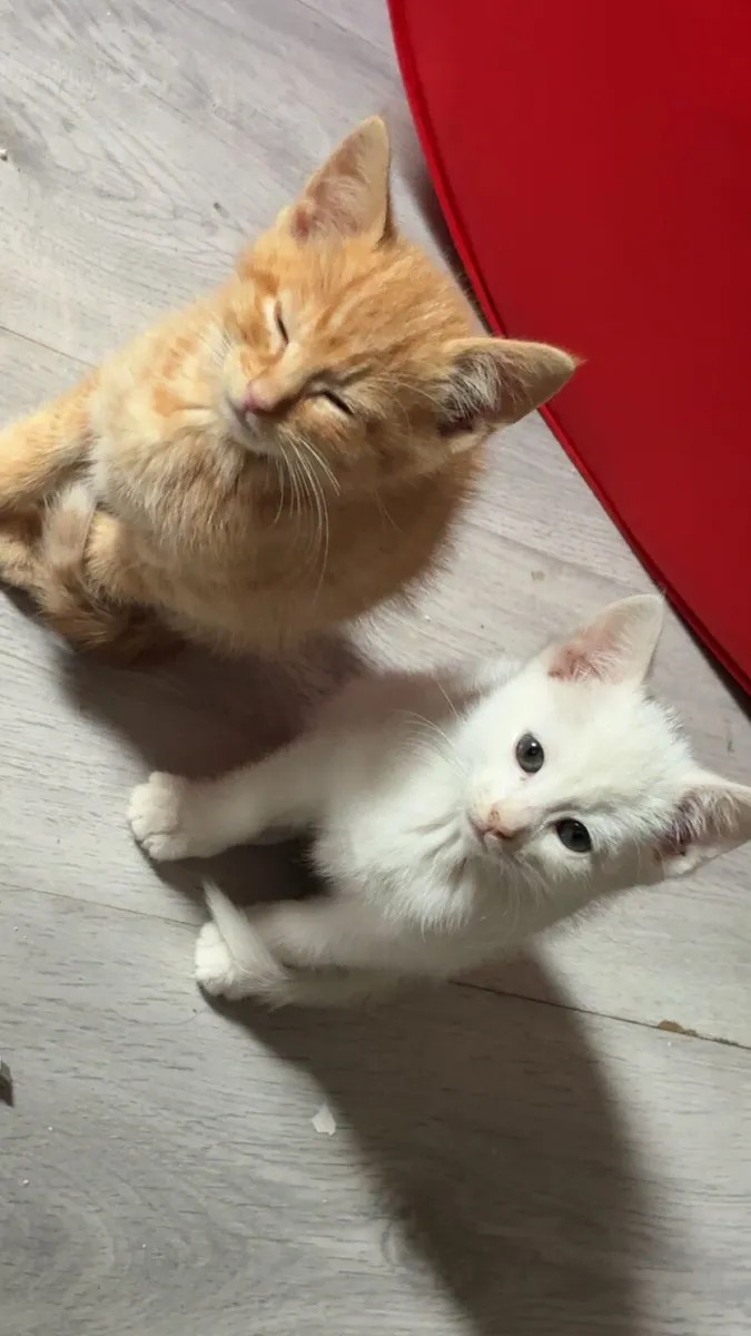 Kittens - Image 3