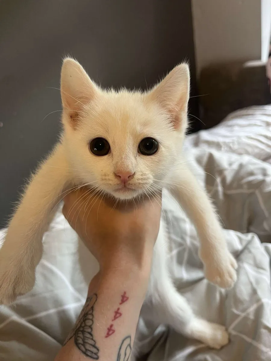 Kittens - Image 4