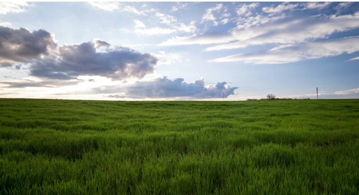 Silage Grass First Cut 52 Acres in one lot - Image 4
