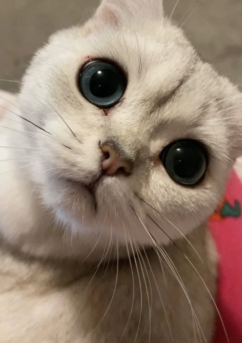 Purebred British Shorthair Female Cat - Image 4