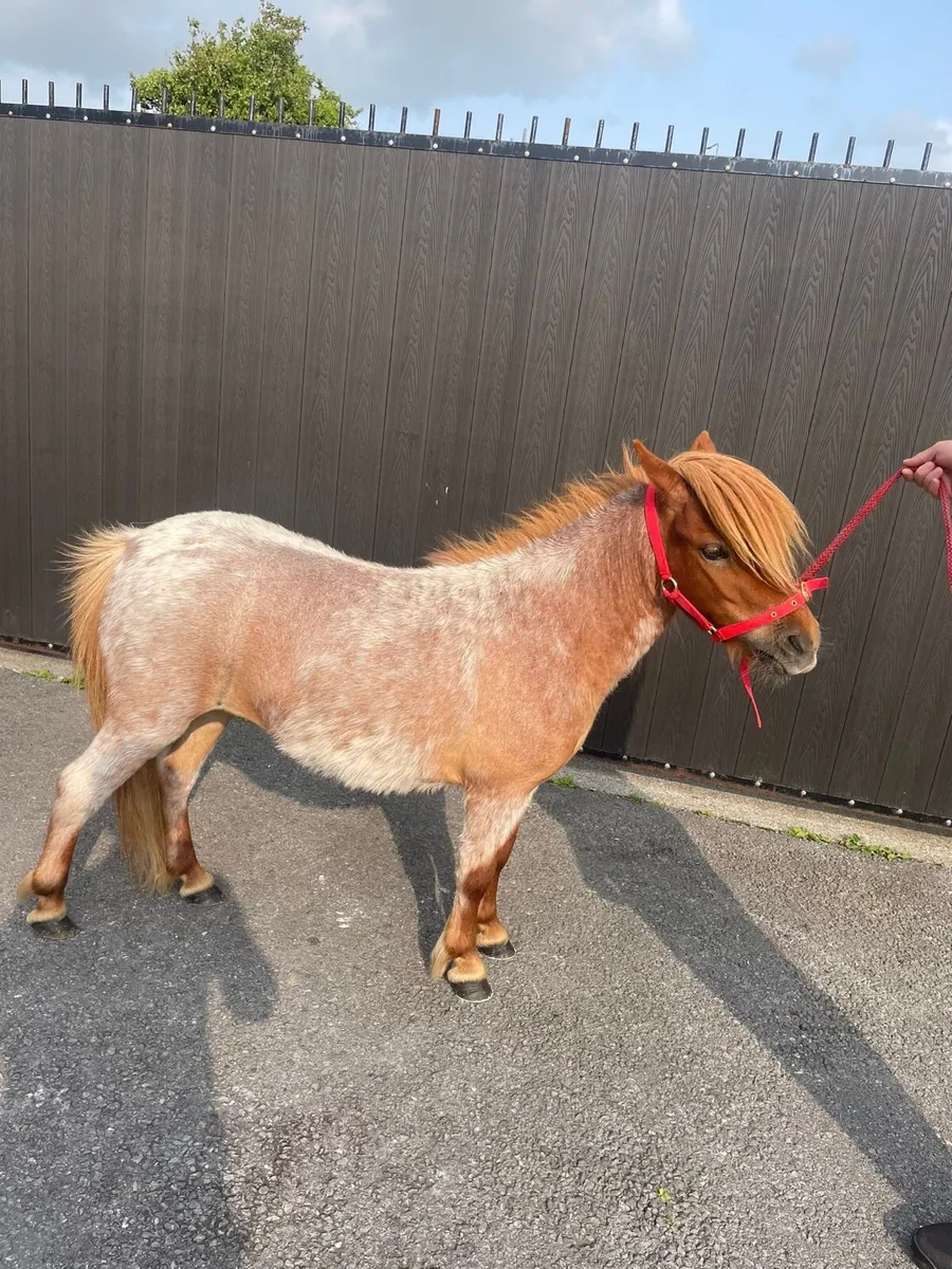 4 year old red roan mare pony - Image 1