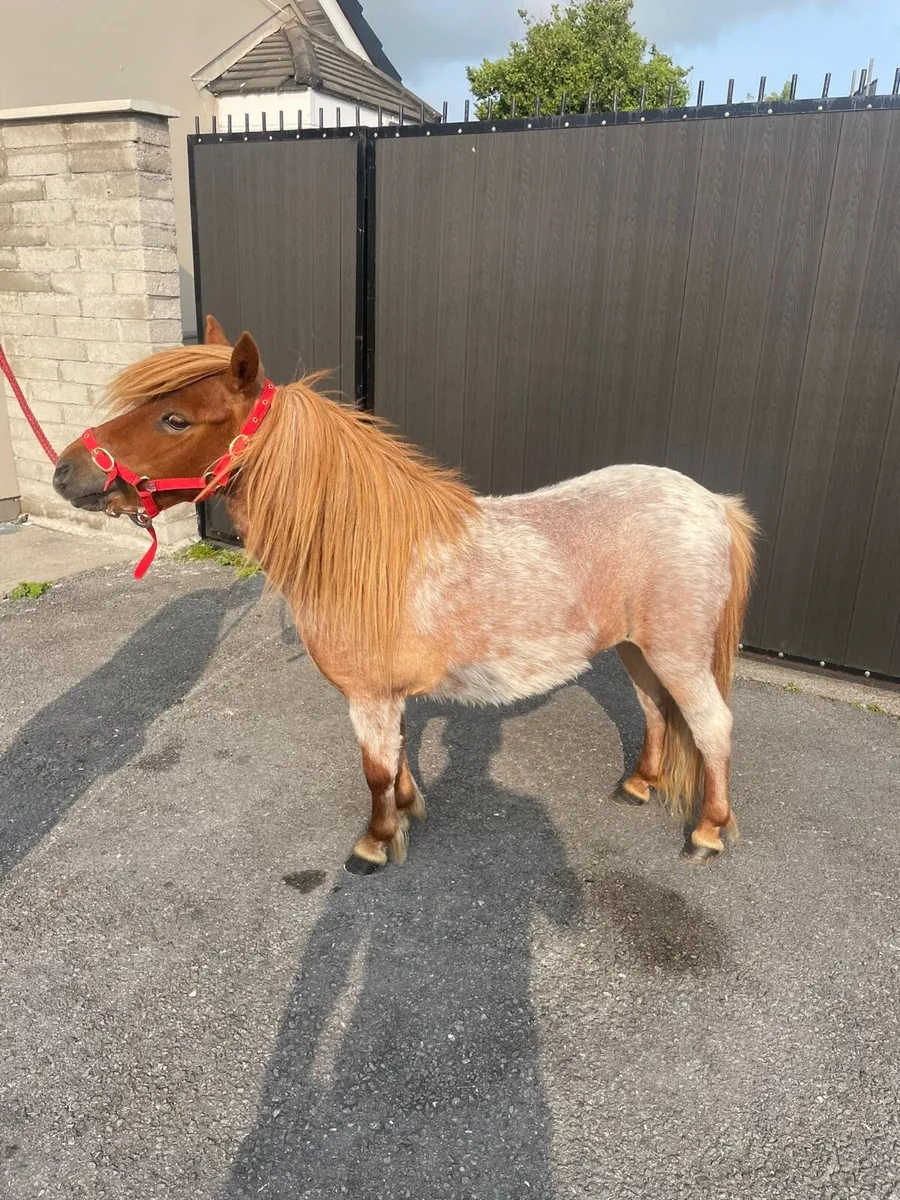 4 year old red roan mare pony - Image 2