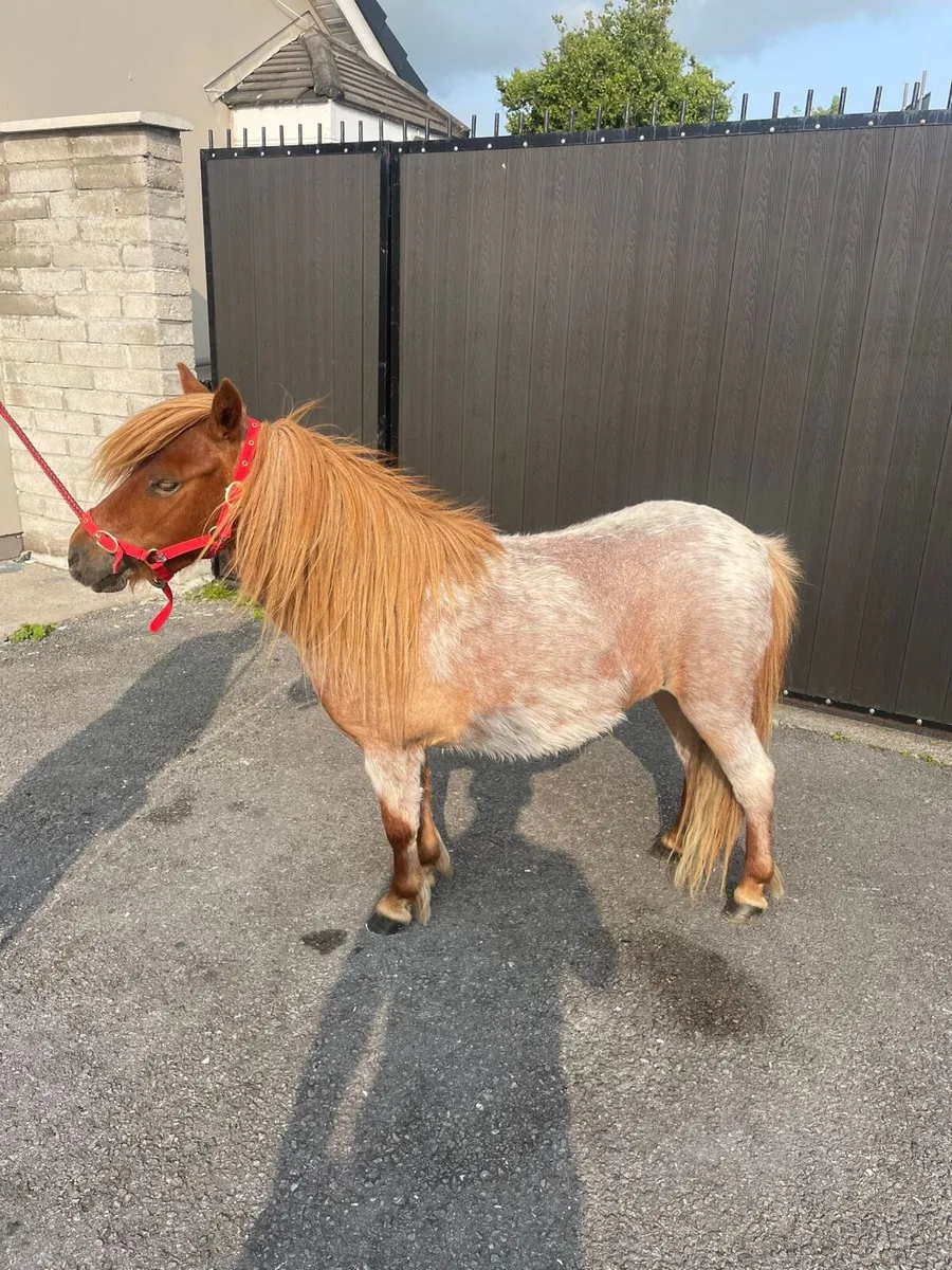 4 year old red roan mare pony - Image 3