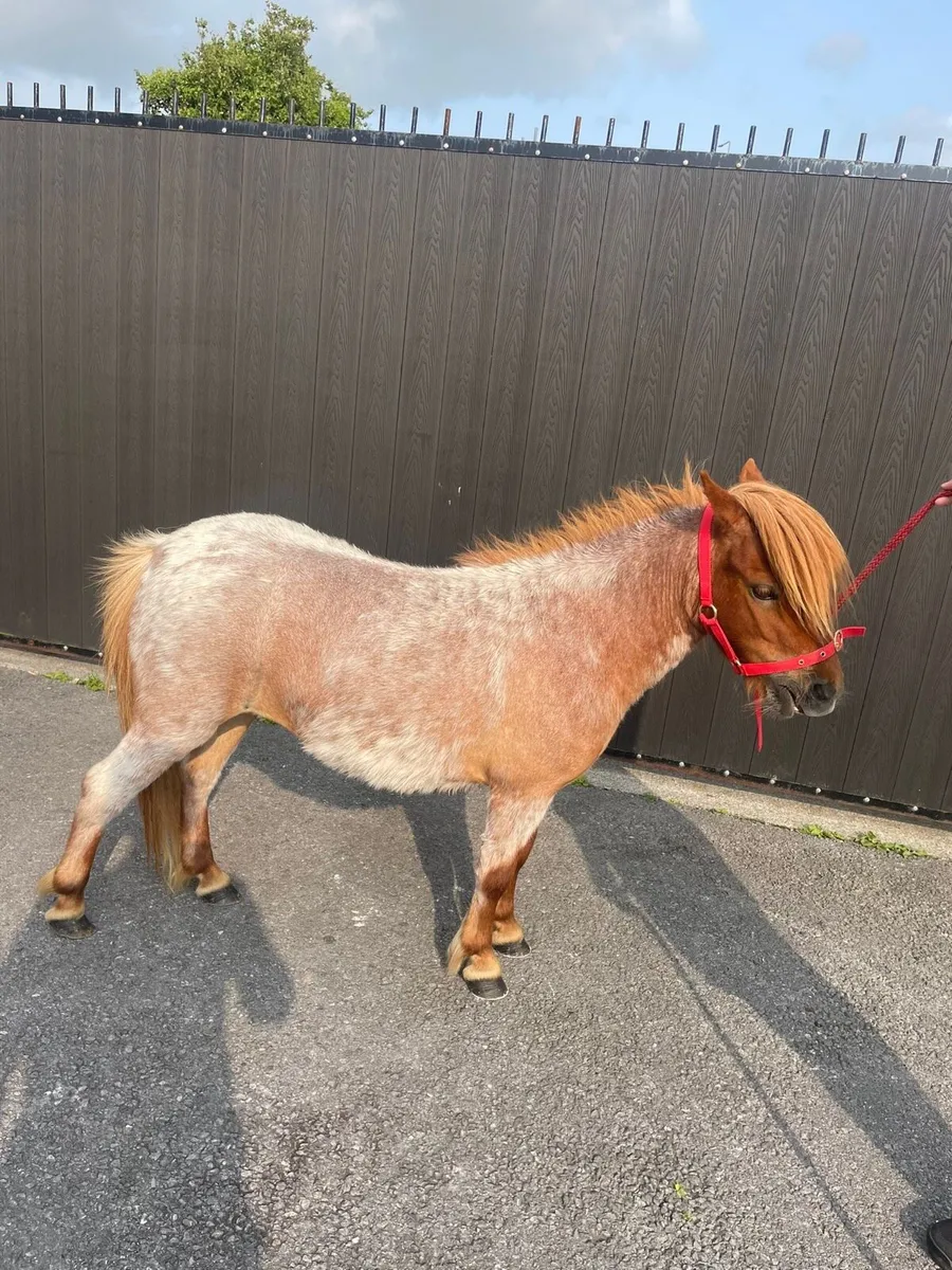 4 year old red roan mare pony - Image 4