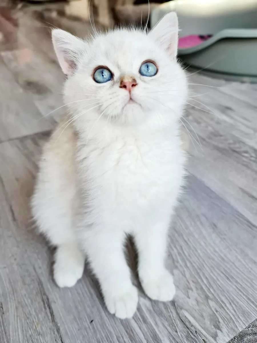 British shorthair kittens 🥰 - Image 4