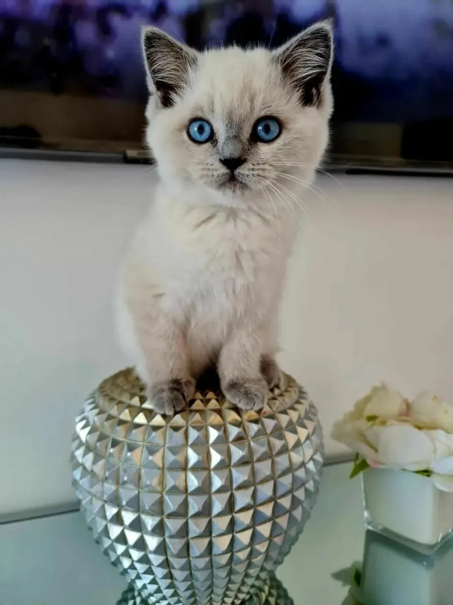 British shorthair kittens 🥰 - Image 1