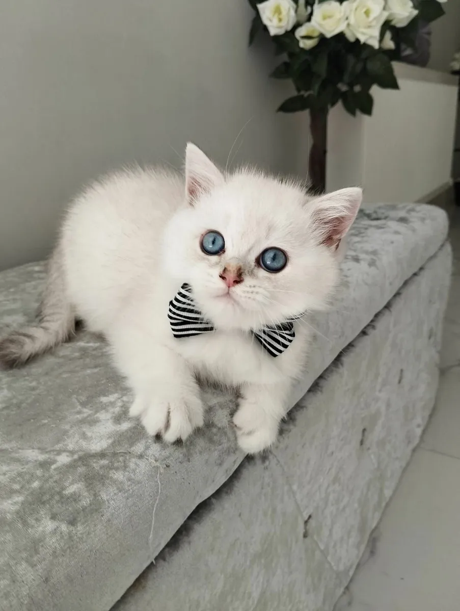 British shorthair kittens 🥰 - Image 2