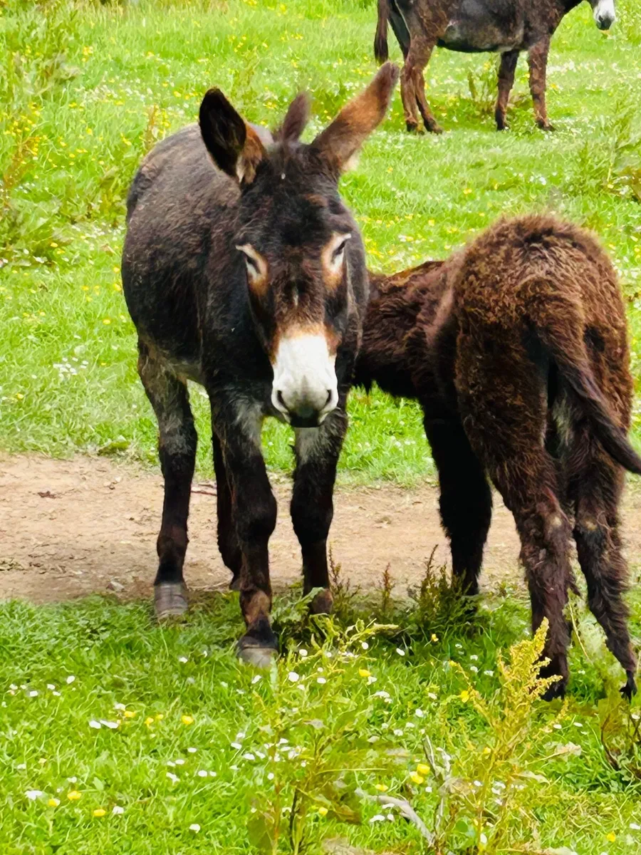 Donkey - Image 1