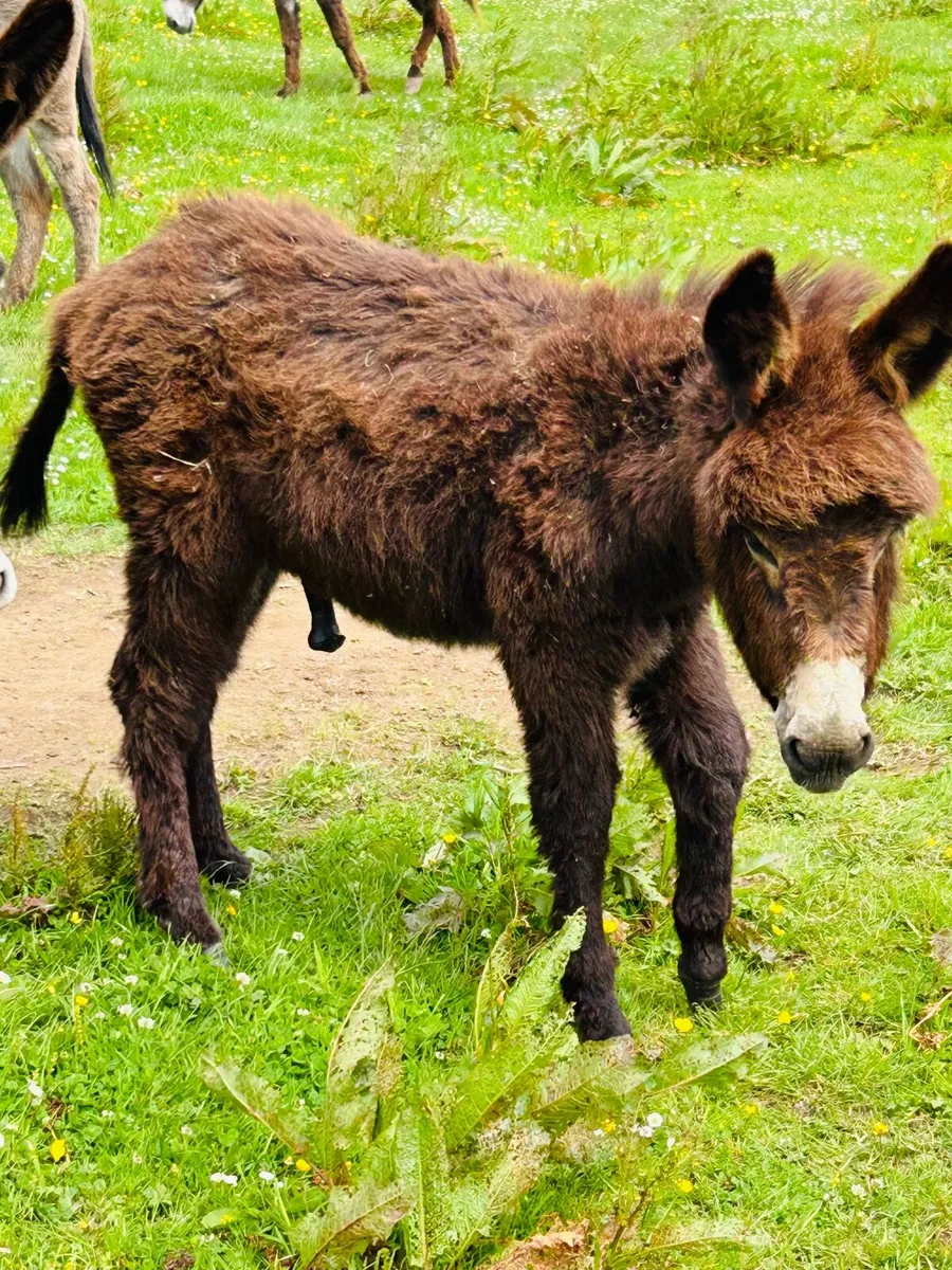 Donkey - Image 2