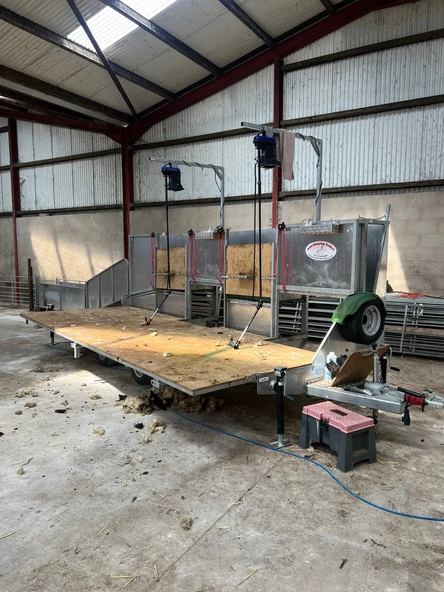 Sheep shearing - Image 1