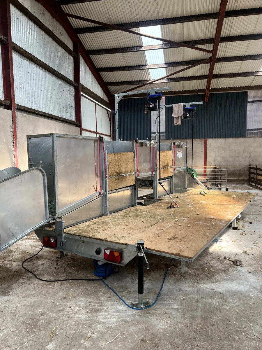 Sheep shearing - Image 2