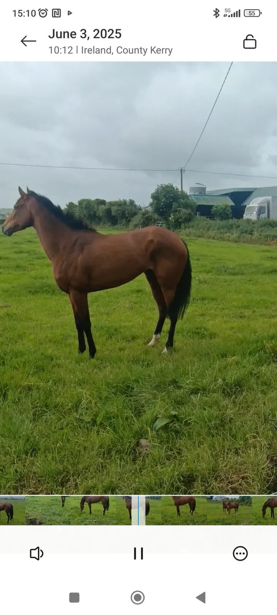 5 Yr Old Race Mare with Excellent Pedigree - Image 1