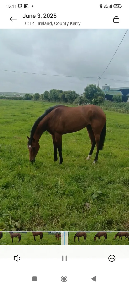 5 Yr Old Race Mare with Excellent Pedigree - Image 2