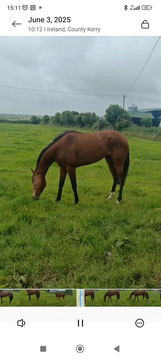 5 Yr Old Race Mare with Excellent Pedigree - Image 3