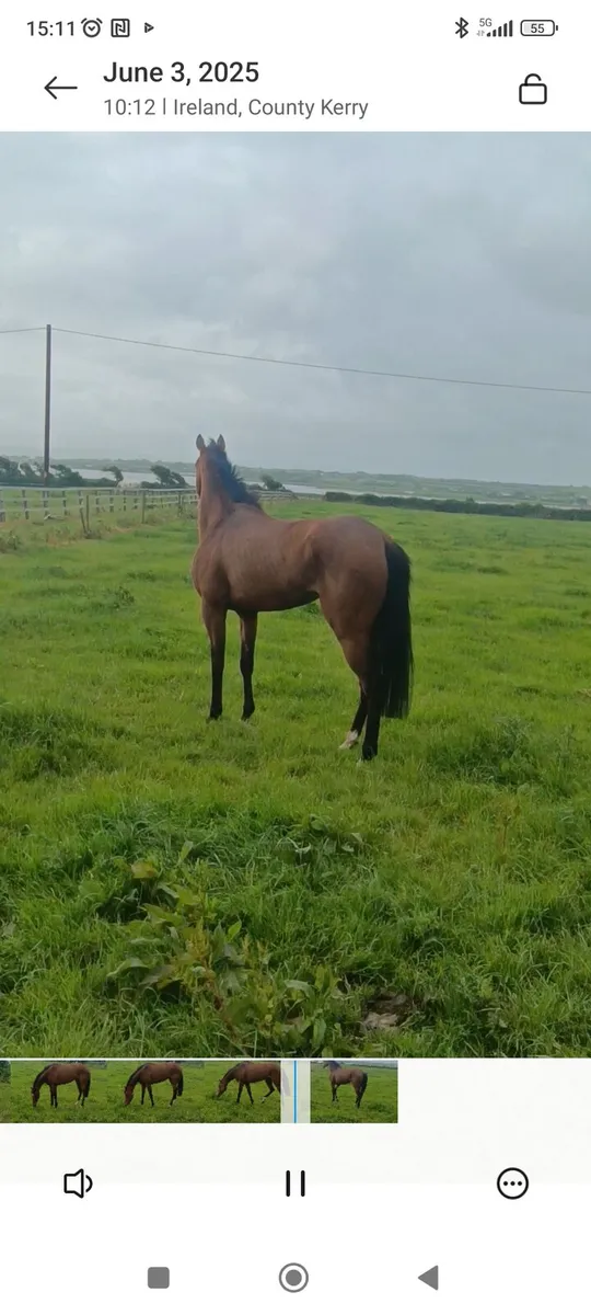5 Yr Old Race Mare with Excellent Pedigree - Image 4