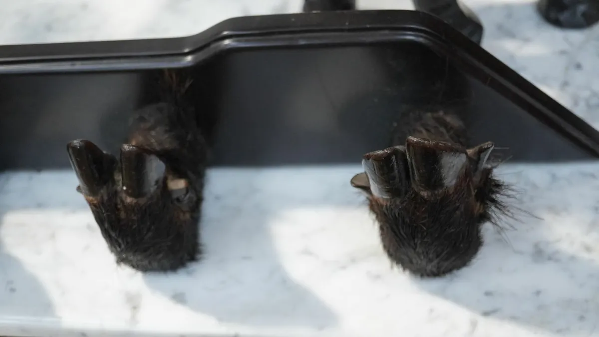 Vintage Wall-Mounted Gun Rack with Boar Hoof Holde - Image 3