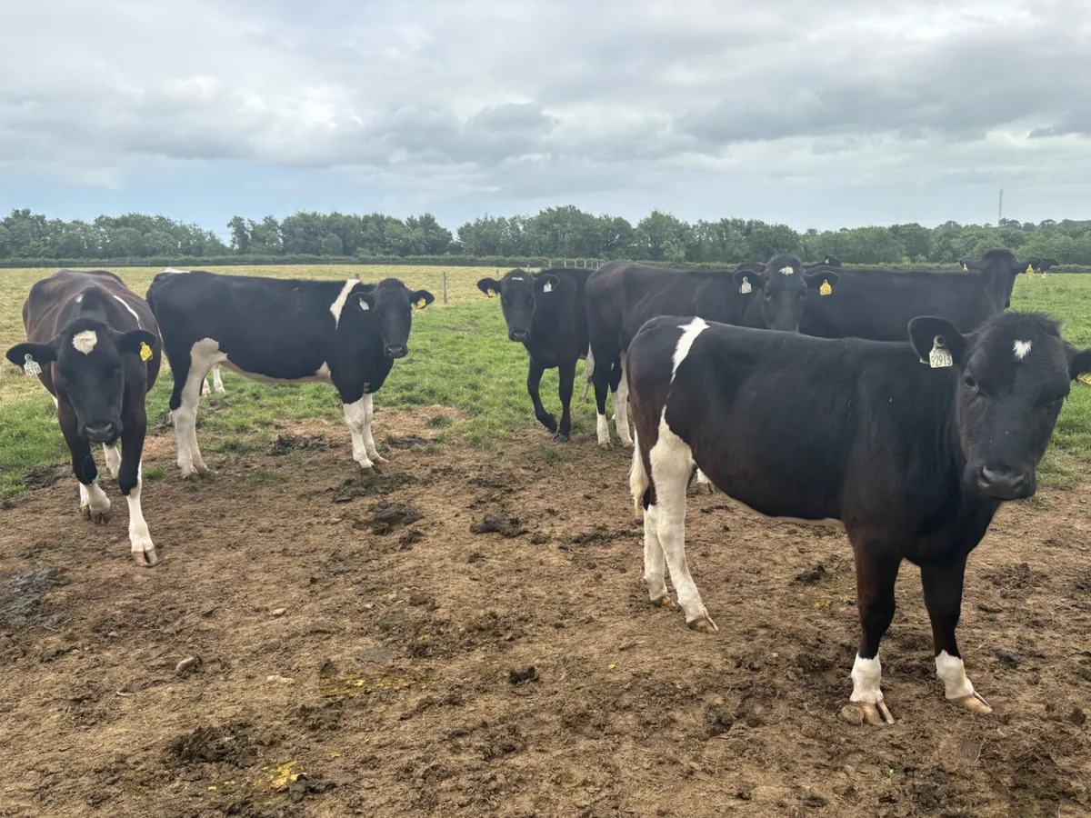 20 Friesian Heifers for sale (Yearlings) - Image 3