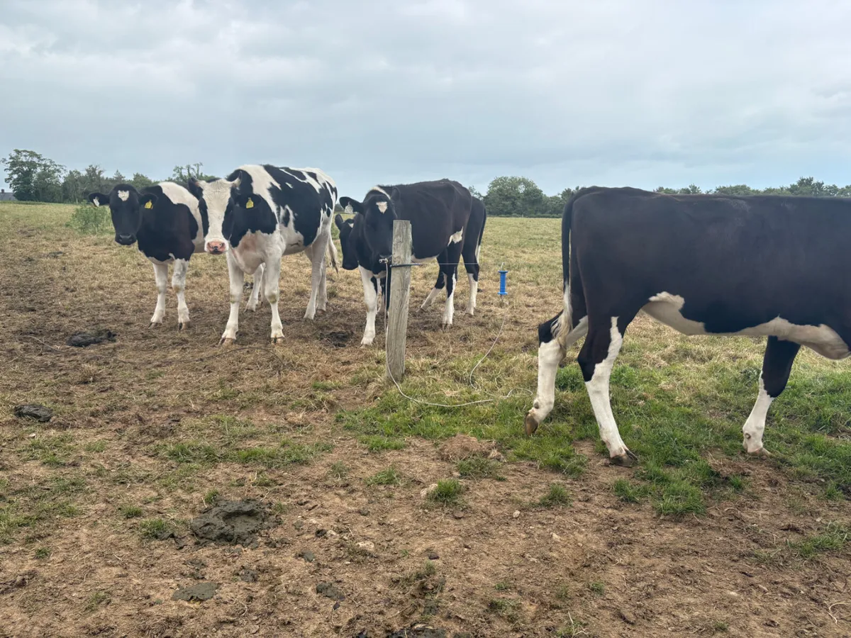 20 Friesian Heifers for sale (Yearlings) - Image 4