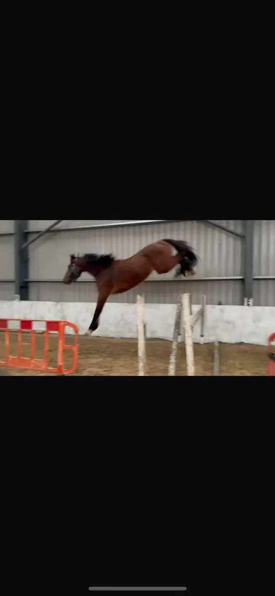 3yr old showjumper by comme il faut - Image 1